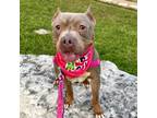 Adopt Froggy a Pit Bull Terrier