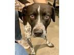 Adopt Marshall Tucker 57495 a German Shorthaired Pointer