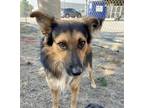 Adopt Sam a German Shepherd Dog, Mixed Breed