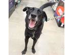 Adopt Clooney- Happy Dog! Loves Everyone He Meets! a Labrador Retriever