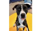 Adopt Mac a Pit Bull Terrier, Mixed Breed