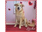 Adopt Leche a Great Pyrenees