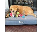 Adopt Mac a Redbone Coonhound, Mixed Breed