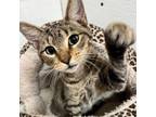 Adopt Luca a Tabby