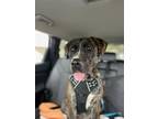 Adopt MARBLE a Boxer, Mixed Breed