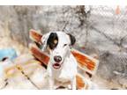 Adopt DUNKIN a Pointer, Mixed Breed