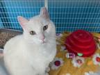 Adopt Kasper a Domestic Short Hair