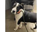 Adopt Beau a Hound, Border Collie