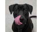 Adopt Hammy a Pit Bull Terrier, Black Labrador Retriever