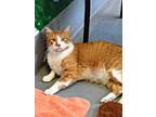 Adopt Mister Meowgie a Domestic Short Hair