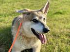 Adopt FRANK a German Shepherd Dog, Siberian Husky