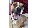 Adopt Charlie Brown a Black Mouth Cur, Boxer