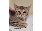 Adopt Samara a Domestic Short Hair