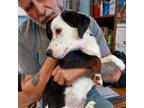 Adopt Domino a Beagle, Australian Cattle Dog / Blue Heeler