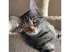 Adopt Paw-Some a Tabby