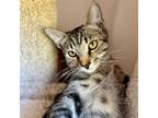 Adopt Purr-Snickitty a Tabby
