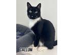 Adopt Callum a Tuxedo