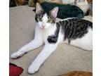 Adopt Spruce a Tabby, Domestic Short Hair