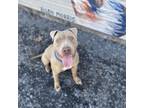 Adopt Monkey Bread a American Bully, Pit Bull Terrier