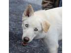 Adopt McDreamy a Siberian Husky, German Shepherd Dog