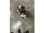 Adopt Cosmo a Boxer