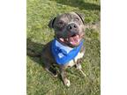 Adopt Sancho a American Staffordshire Terrier