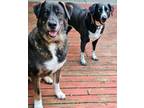 Adopt Mac & Maggie a Bernese Mountain Dog