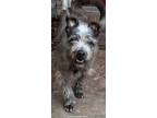 Adopt Badger a Schnauzer