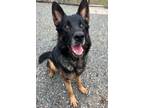 Adopt Rocco a German Shepherd Dog