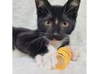 Adopt Larry a Tuxedo