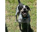 Adopt Jack a Bluetick Coonhound