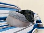 Adopt Frijolito a Labrador Retriever, Basset Hound