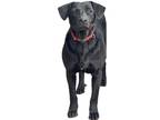 Adopt Dobbs a Labrador Retriever, Basset Hound