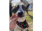 Adopt GEORGE a Hound