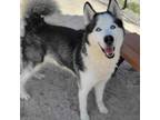 Adopt Akamaru a Husky