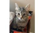 Adopt Crusoe a Tabby, Domestic Short Hair