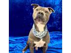 Adopt Jude a Pit Bull Terrier, American Staffordshire Terrier
