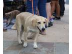 Adopt Thor Ve a Shepherd, Labrador Retriever