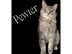 Adopt Pewter a Domestic Short Hair