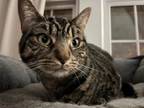 Adopt Savage a Tabby