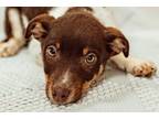 Adopt Tag a Rat Terrier, Australian Cattle Dog / Blue Heeler