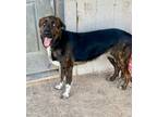 Adopt Hannibal/Axel a Border Collie, Shepherd