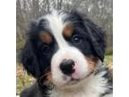 Bernese Mountain Dog pup in CT