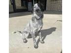 Adopt Marshall a Australian Cattle Dog / Blue Heeler