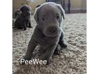 PeeWee