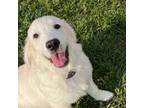 Golden Retriever Puppy for sale in Martinsburg, WV, USA