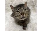 Adopt Archie a Domestic Long Hair