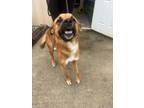 Adopt Blossom a Belgian Shepherd / Malinois, Boxer