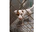 Adopt Patch a Bull Terrier