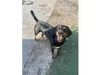 Adopt Howdy a Manchester Terrier, Mixed Breed